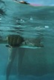 Shark Academy S01E01 WEBRip x264-PHOENiX EZTV