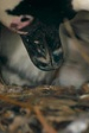 Penguin Town S01E03 720p WEB h264-DELAYED EZTV