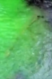 Strange Evidence S03E03 The Devils Mutant WEB x264-CAFFEiNE [eztv]