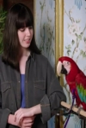 Embarrassing Pets S01E16 480p x264-mSD [eztv]