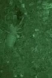 Naked and Afraid S13E06 XviD-AFG EZTV
