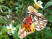 Calendar Butterfly 2020