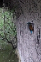 Springwatch S13E06 720p HDTV x264-QPEL[eztv]