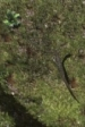 Ancient Earth S01E02 The Triassic 2160p WEB x264-PFa [eztv]