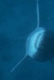 When Sharks Attack S05E02 Honeymoon Hell 720p WEB x264-CAFFEiNE [eztv]
