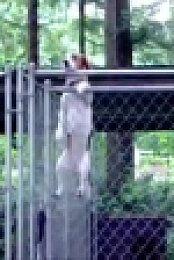 Worlds Funniest Animals S01E03 XviD-AFG EZTV