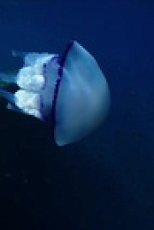 Drain The Oceans S04E03 480p x264-mSD EZTV