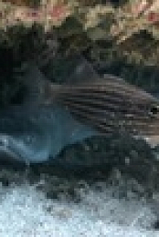 Save This Shark S01E01 XviD-AFG EZTV