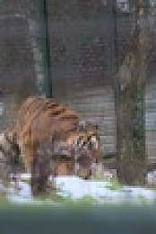 Inside the Zoo S02E05 1080p WEBRip x264-CBFM EZTV