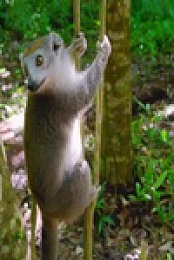 Madagascars Weirdest S01E01 480p x264-mSD EZTV