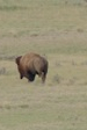 Patrick Aryees Wild World S01E01 Bison 1080p WEB h264-B2B EZTV