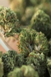 Chopped 420 S01E02 Puff Puff Run 480p x264-mSD EZTV