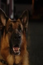 Hudson and Rex S04E14 480p x264-mSD EZTV