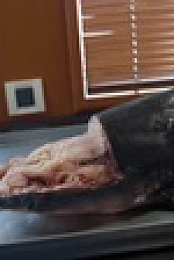 When Sharks Attack And Why S01E01 XviD-AFG EZTV