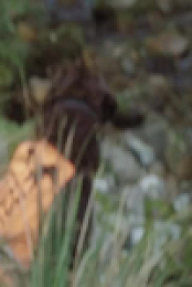 Dog Squad S13E02 480p x264-mSD EZTV