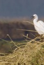 Winterwatch S10E04 XviD-AFG EZTV