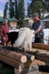 Life Below Zero Next Generation S05E07 XviD-AFG EZTV
