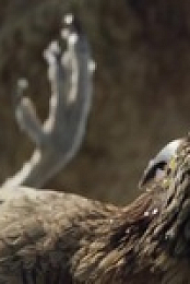 Frozen Planet II S01E03 480p x264-mSD EZTV