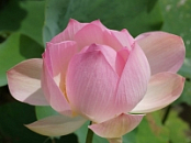 Calendar Lotus Flowers 2021
