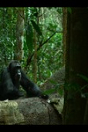 Chimp Empire S01E02 480p x264-mSD EZTV