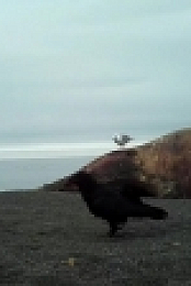 Monster Encounters S01E01 Mega Bear REAL 720p WEB x264-CAFFEiNE [eztv]