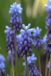 Full Bloom S01E04 480p x264-mSD EZTV