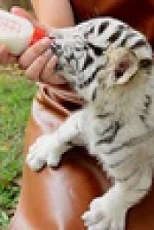 Wild Child S03E08 XviD-AFG EZTV