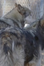Wolves and Warriors S01E05 Operation Wolfguard WEBRip x264-CAFFEiNE [eztv]
