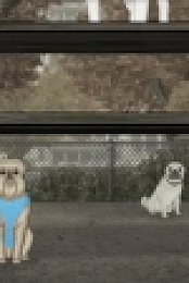Animals S01E04 720p HDTV x264-KILLERS EZTV