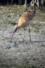 Nature S42E10 Flyways 480p x264-mSD EZTV