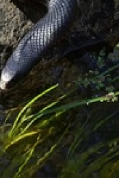 Deadly Australians S01E01 Forests 480p x264-mSD EZTV