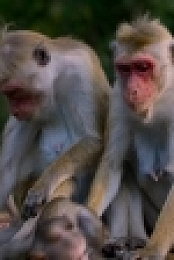 Monkey Kingdom 2015 720p BDRip x264 EZTV