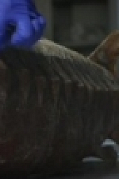 Mythical Beasts S01E10 HDTV x264-W4F [eztv]