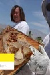The Killer Bee Catcher S01E07 XviD-AFG EZTV
