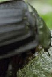 Macro Worlds S01E03 iNTERNAL 2160p UHDTV H265-CBFM EZTV