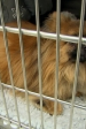The Pets Factor S04E15 INTERNAL 720p WEB h264-WEBTUBE [eztv]