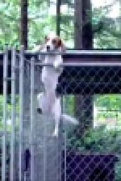 Worlds Funniest Animals S01E03 720p WEB h264-BAE EZTV