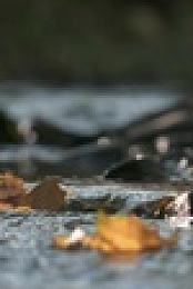 Rewilding S01E01 iNTERNAL 2160p UHDTV H265-CBFM EZTV