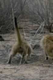 Africas Wild Year S01 WEBRip x265-ION265 EZTV