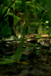 Nature S42E07 720p x265-T0PAZ EZTV