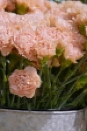 Full Bloom S01E01 720p WEB h264-KOGi EZTV