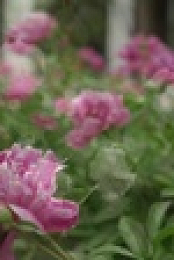 This Old House S43E39 1080p WEB h264-BAE EZTV