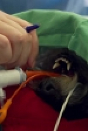 Inside Animal A and E S01E06 XviD-AFG EZTV