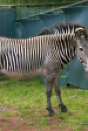 Inside the Zoo S01E07 1080p WEBRip x264-CBFM EZTV