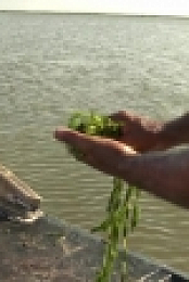 Swamp People S12E01 XviD-AFG EZTV