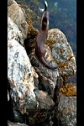 Howie Mandels Animals Doing Things S02E07 480p x264-mSD [eztv]