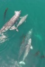 When Sharks Attack 360 S01E02 720p WEB h264-EDITH EZTV