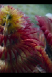 Our Oceans S01E02 720p x265-TiPEX EZTV