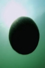 Wild and Weird S02E14 480p x264-mSD [eztv]
