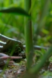 Tiny World S02E01 1080p WEB h264-KOGi EZTV